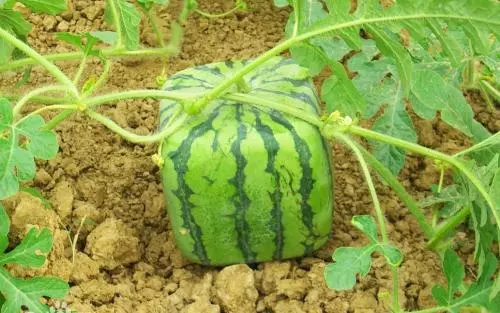 大象粪便咖啡_大象粪便咖啡豆_大象粪便咖啡色