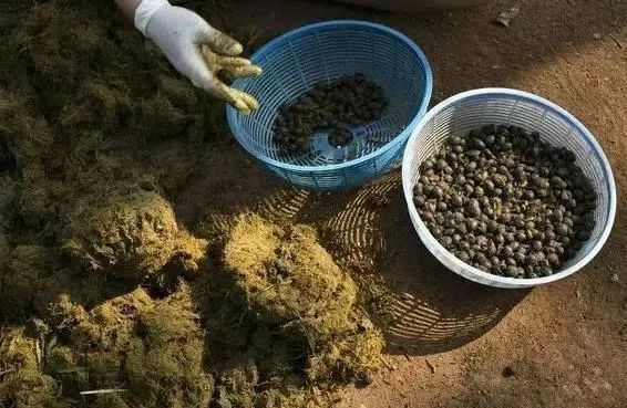 大象粪便咖啡色_大象粪便咖啡_大象屎咖啡的由来