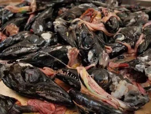 大象粪便咖啡色_大象粪便咖啡_大象屎咖啡的由来
