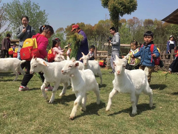 崇明岛美食特产_崇明岛特色美食_崇明岛美食